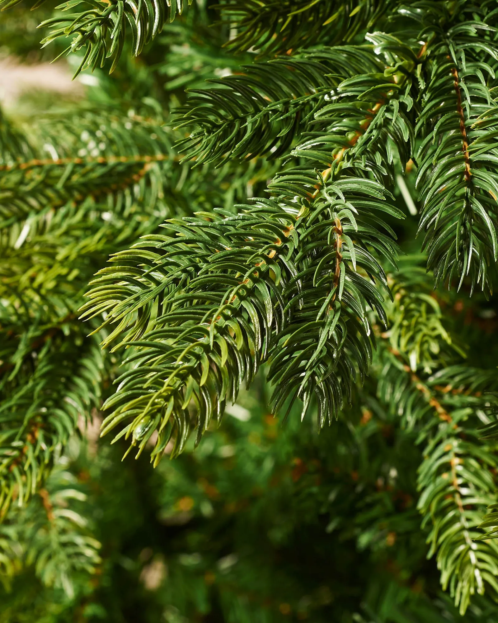 WeRChristmas Budget Christmas Trees|Unlit Christmas Trees^Himalayan Fir Christmas Tree, 5 Ft