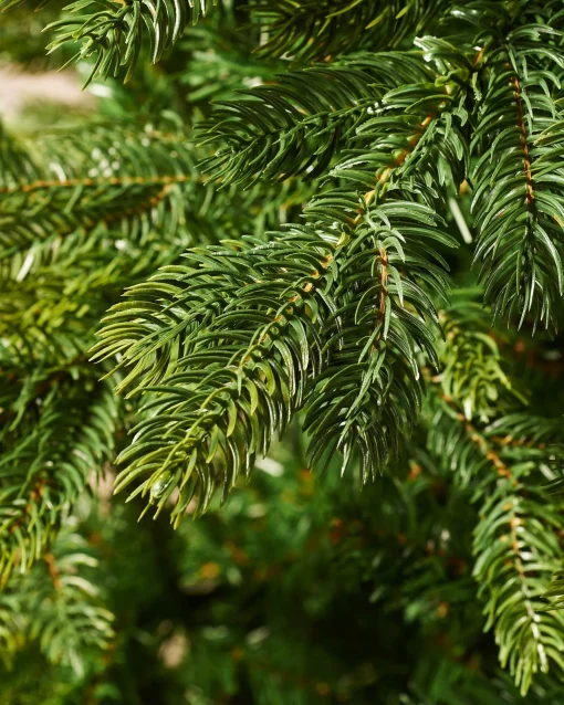 WeRChristmas Budget Christmas Trees|Unlit Christmas Trees^Himalayan Fir Christmas Tree, 5 Ft