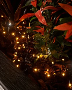 WeRChristmas Link Pro|Cluster Lights^LINK PRO LED Cluster Lights, Black Cable, Warm White / White