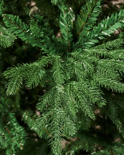 WeRChristmas Budget Christmas Trees|Unlit Christmas Trees^Northern Fir Christmas Tree, 6 Ft