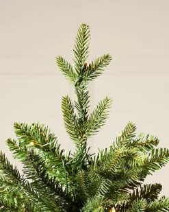 WeRChristmas Premium Christmas Trees|Pre Lit Christmas Trees^Pre-Lit Himalayan Fir Christmas Tree, 7 Ft