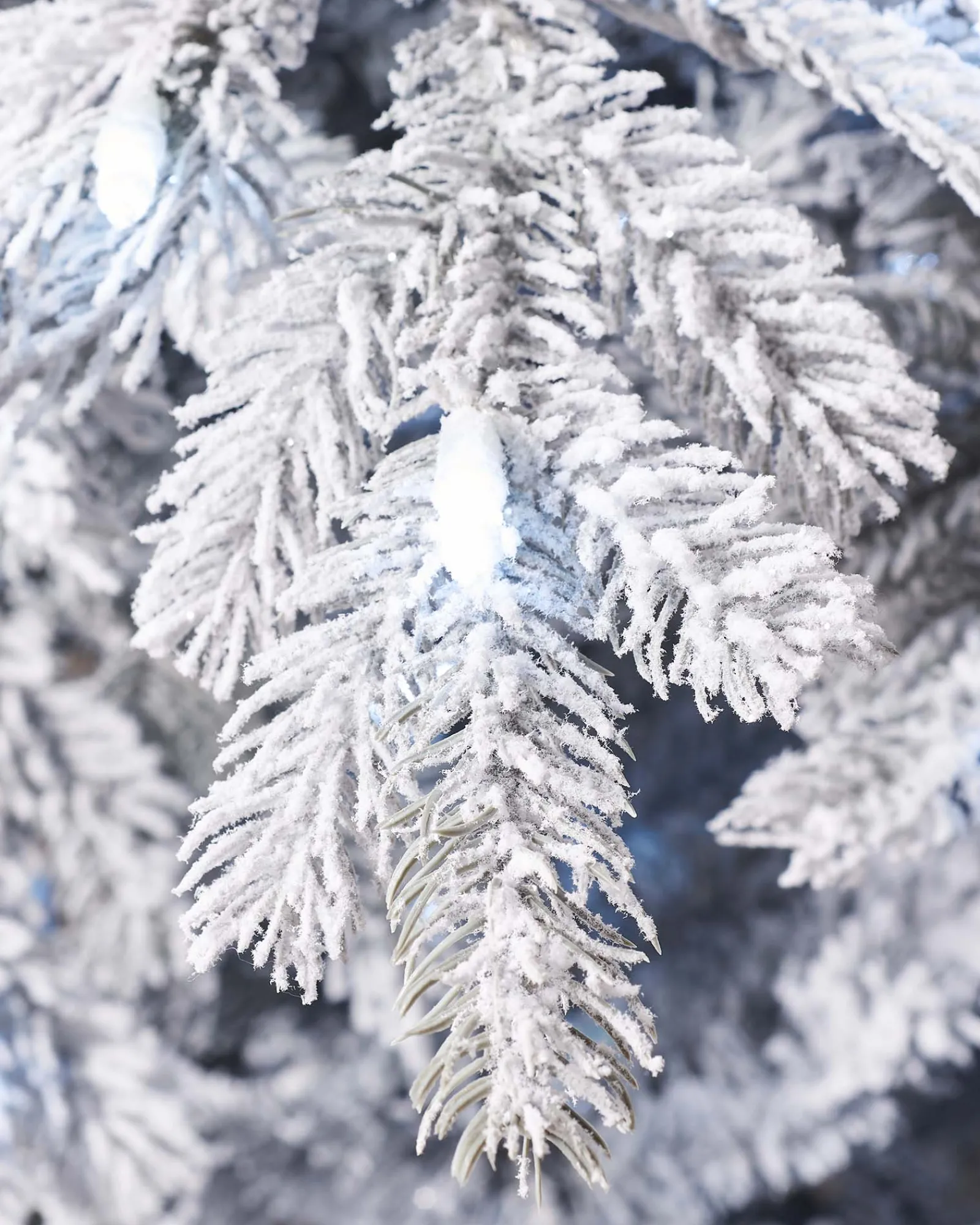 WeRChristmas Snow Flocked Christmas Trees|Pre Lit Christmas Trees^Pre-Lit Snow Flocked Spruce Christmas Tree, 6 Ft