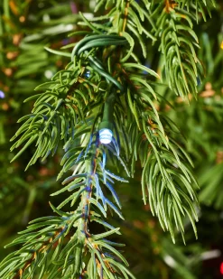 WeRChristmas Premium Christmas Trees|Pre Lit Christmas Trees^Pre-Lit Windsor Fir Christmas Tree, Dual Warm White, 8 Ft