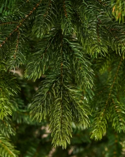 WeRChristmas Premium Christmas Trees|Unlit Christmas Trees^Regent Pine Mixed Tip Christmas Tree, 7 Ft