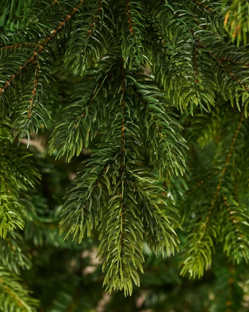 WeRChristmas Premium Christmas Trees|Unlit Christmas Trees^Regent Pine Mixed Tip Christmas Tree, 7 Ft