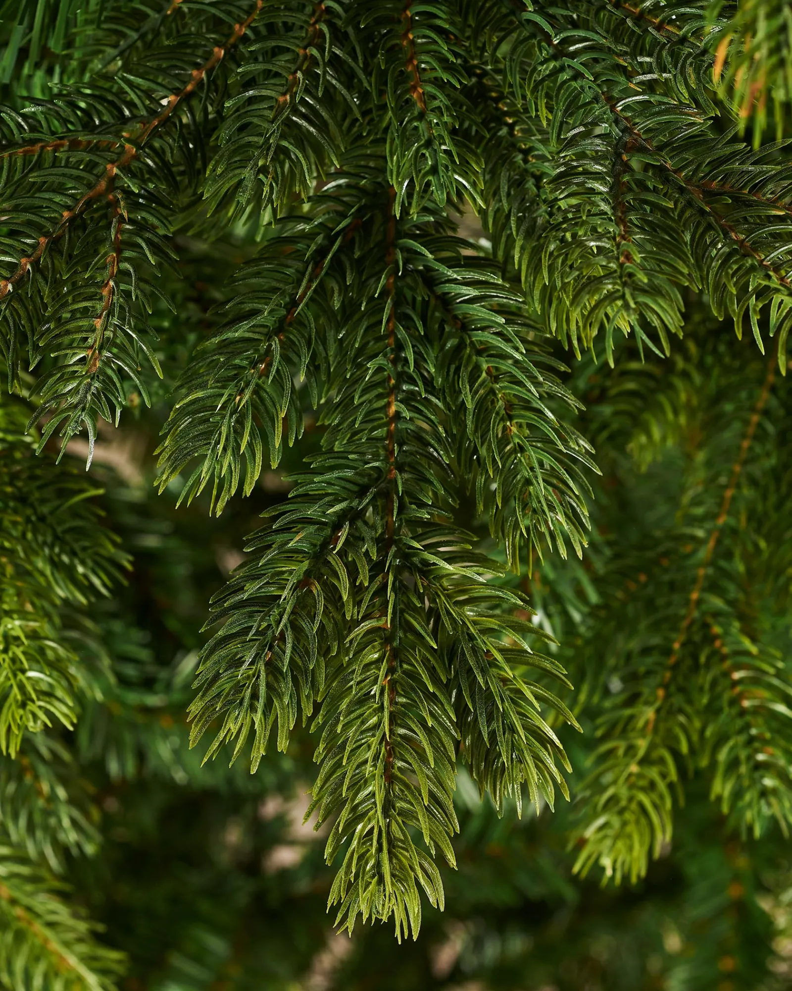 WeRChristmas Premium Christmas Trees|Unlit Christmas Trees^Regent Pine Mixed Tip Christmas Tree, 7 Ft